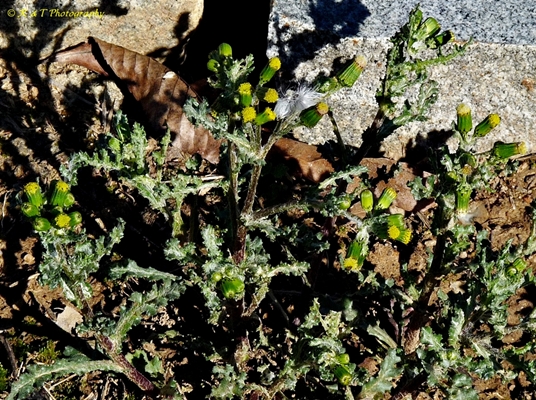 {Senecio vulgaris}